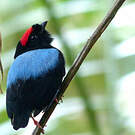 Manakin tijé