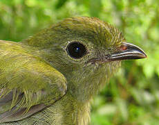 Blue-backed Manakin