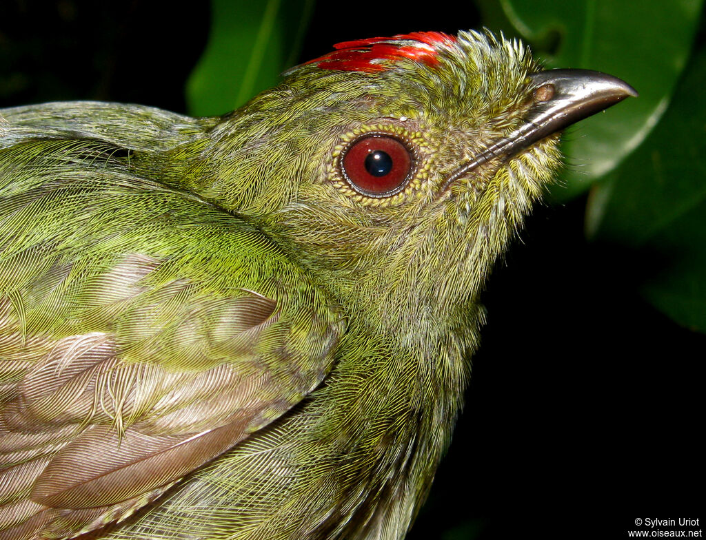 Blue-backed Manakin male Second year