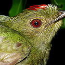 Manakin tijé