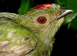 Blue-backed Manakin