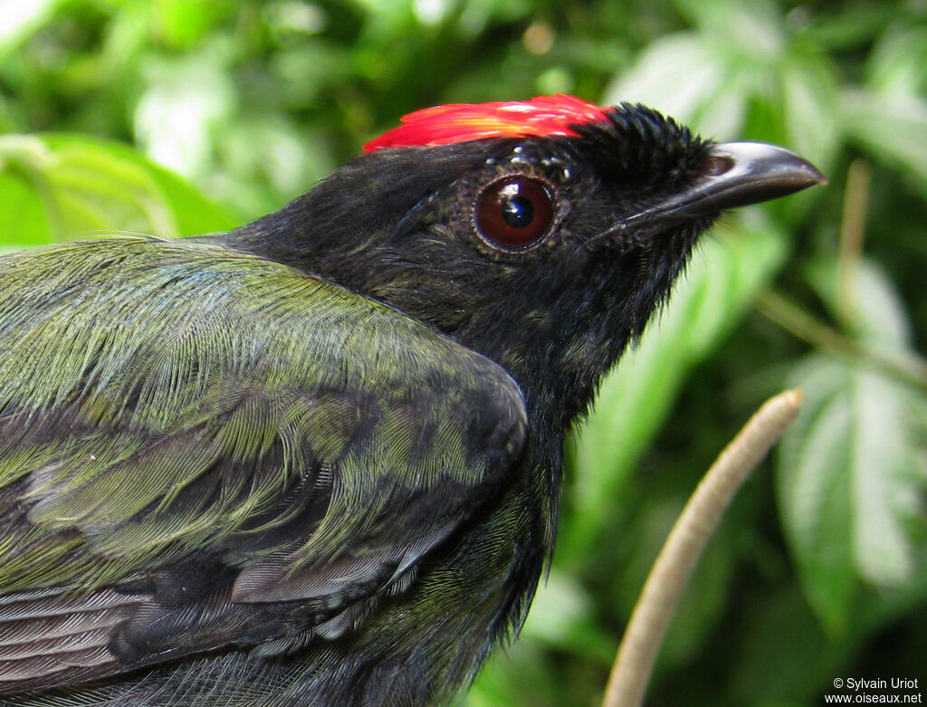 Blue-backed Manakin male Third  year