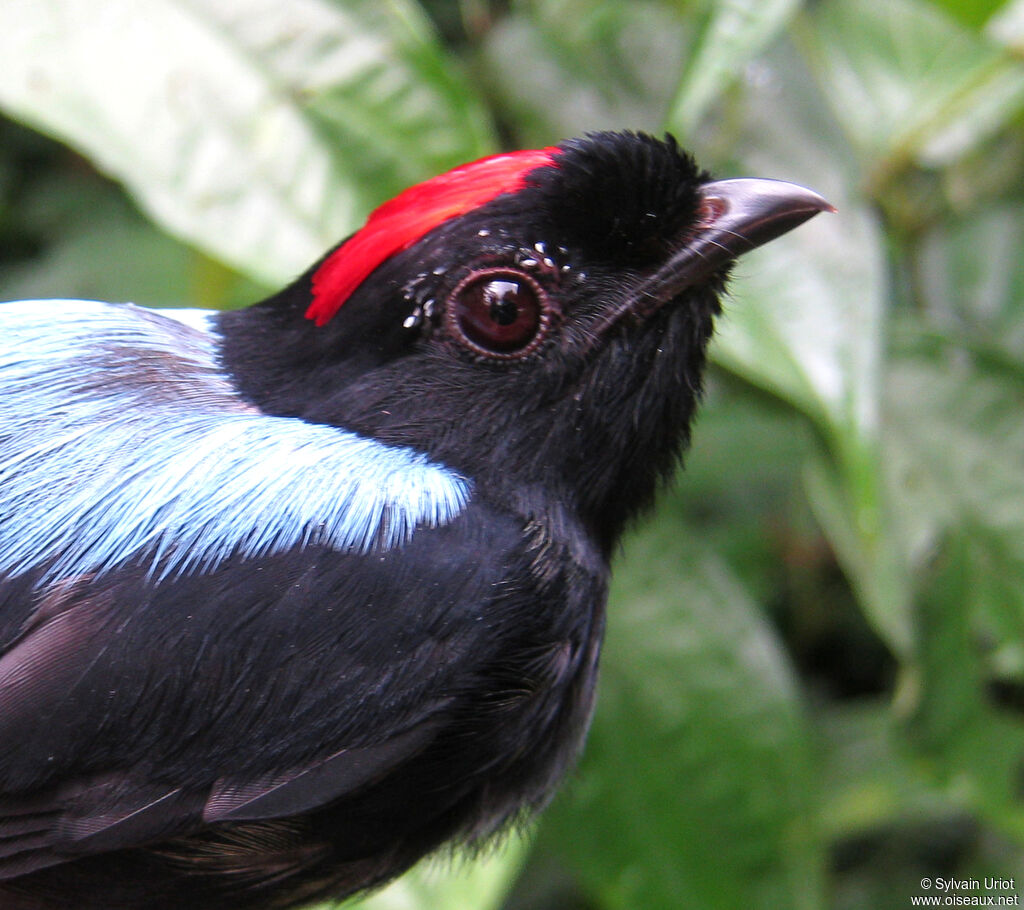 Blue-backed Manakin male adult