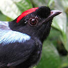 Manakin tijé