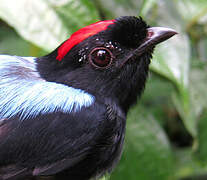 Blue-backed Manakin