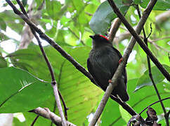 Blue-backed Manakin