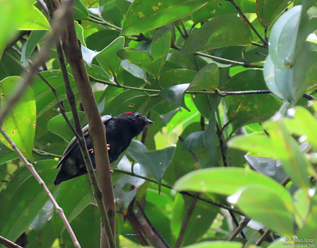 Blue-backed Manakin male adult