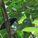 Manakin tijé