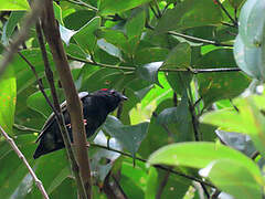 Blue-backed Manakin