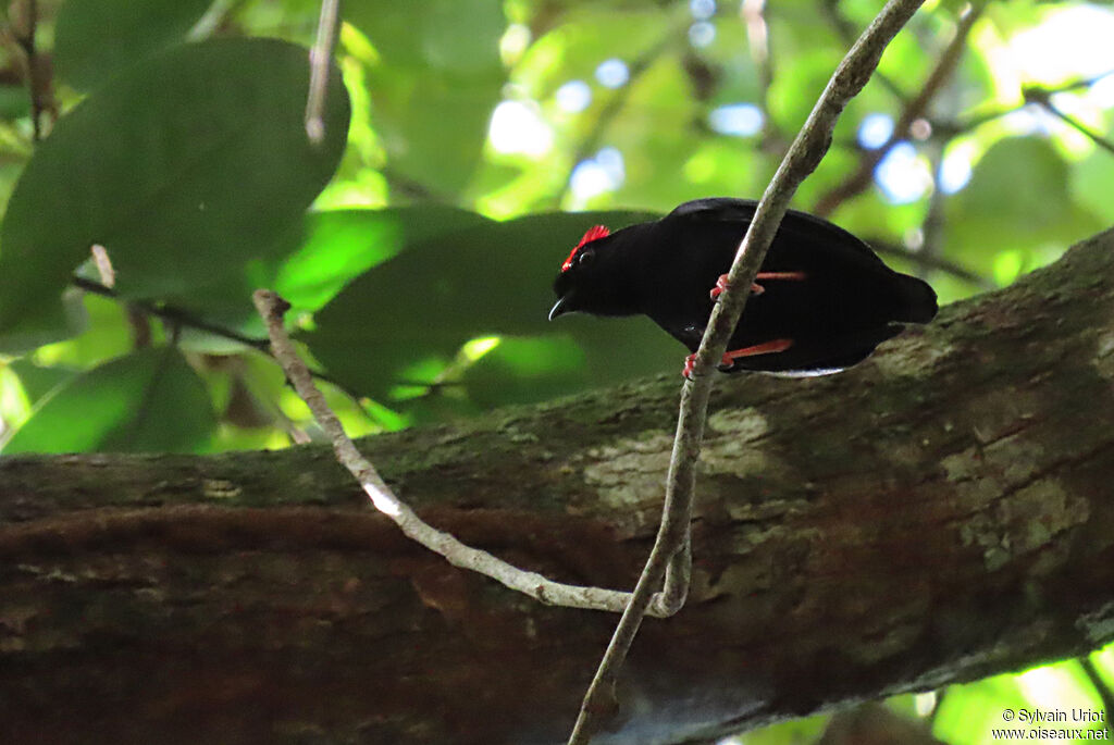 Blue-backed Manakin male adult