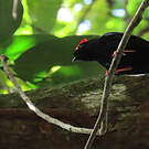 Manakin tijé