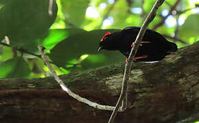 Blue-backed Manakin