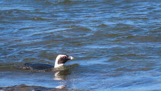 African Penguin