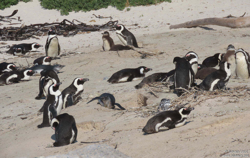 African Penguinadult