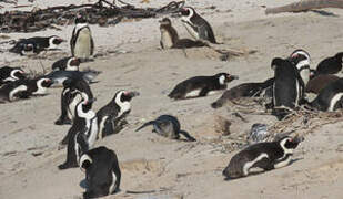 African Penguin