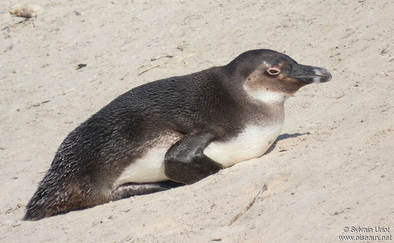 African Penguinjuvenile