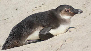 African Penguin