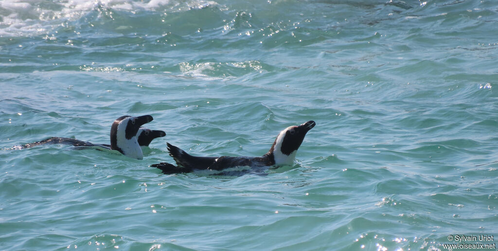 African Penguinadult