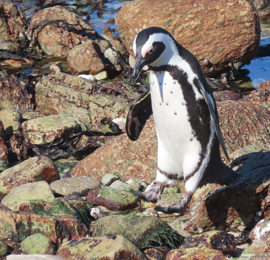 African Penguinadult