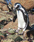 African Penguin