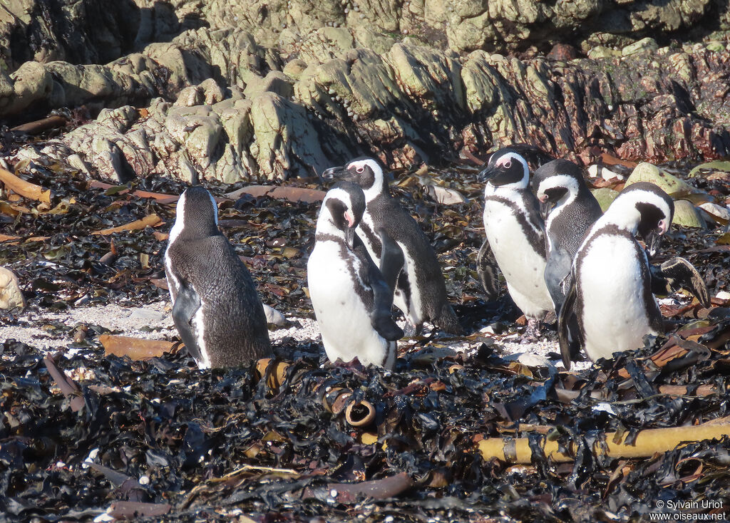 African Penguinadult