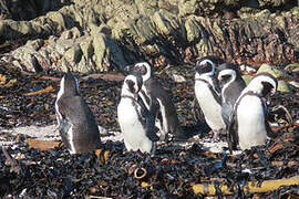 African Penguin