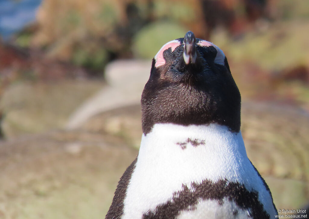 African Penguinadult