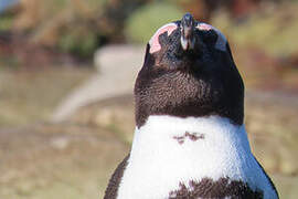 African Penguin