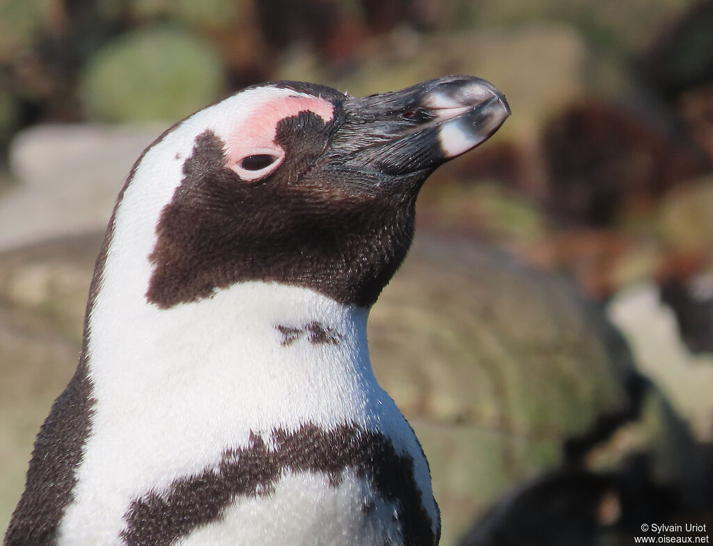 African Penguinadult