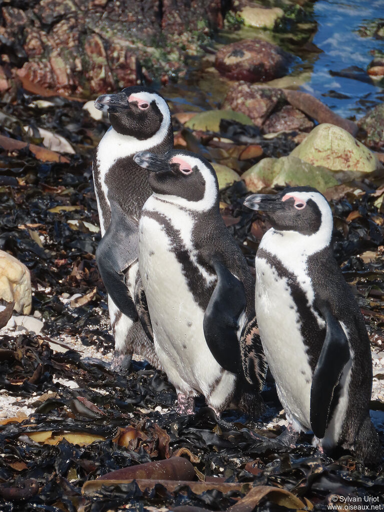 African Penguinadult