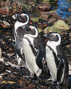 African Penguin