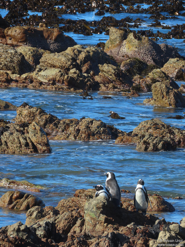 African Penguinadult