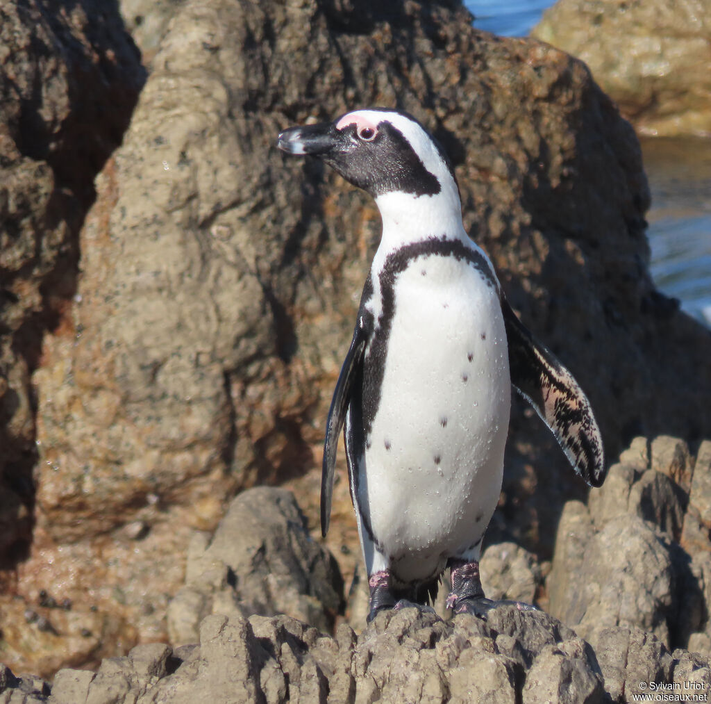 African Penguinadult