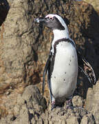 African Penguin