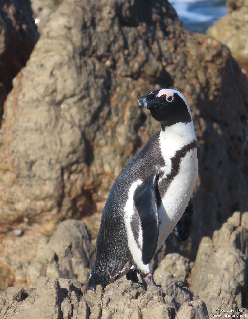 African Penguinadult