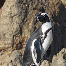 Manchot du Cap
