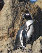 African Penguin