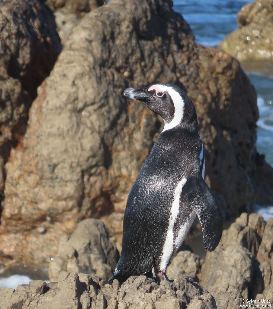 African Penguinadult