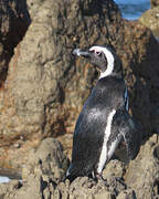 African Penguin