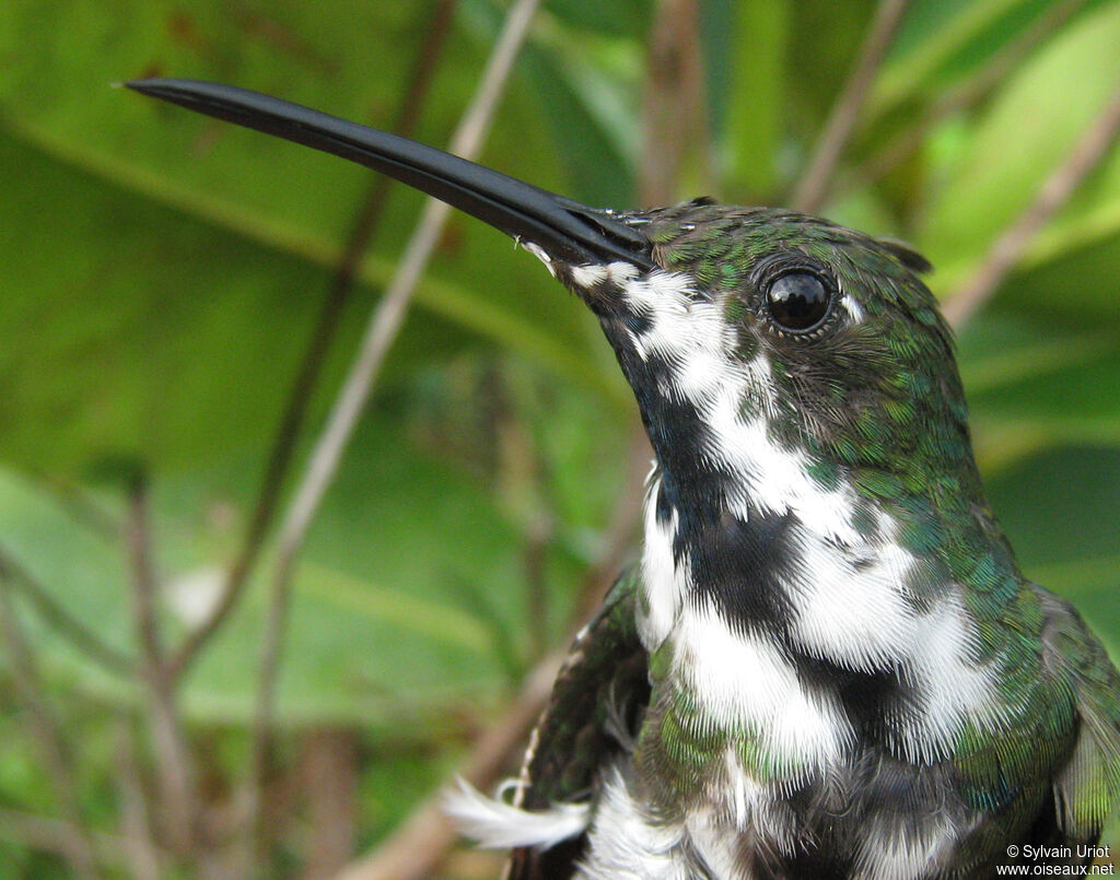 Black-throated Mango female adult