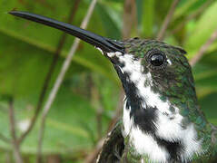 Black-throated Mango