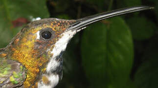 Black-throated Mango