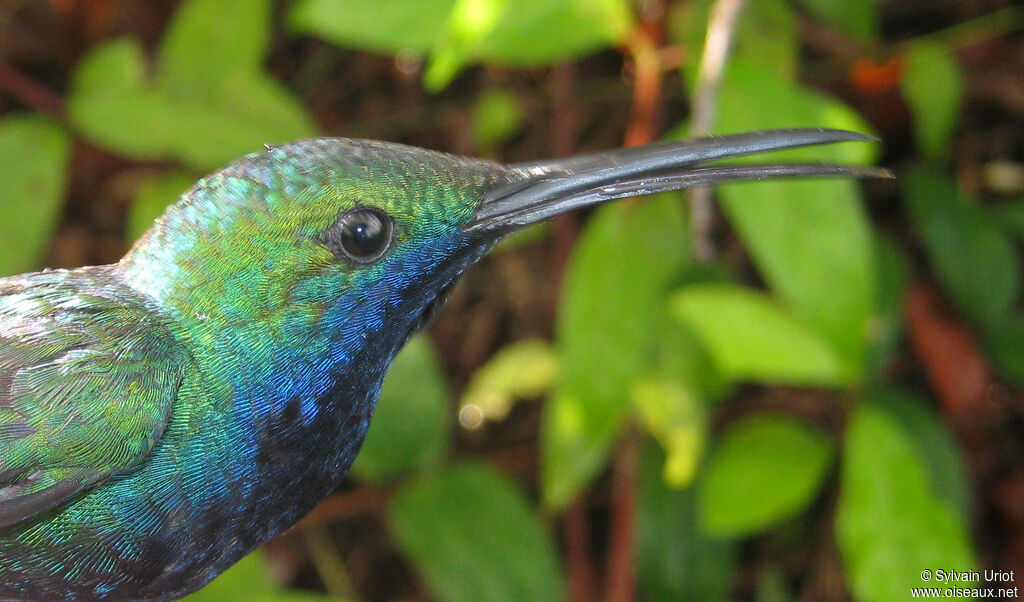 Black-throated Mango male adult