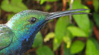 Black-throated Mango