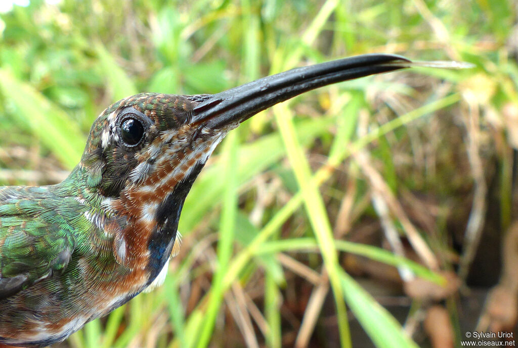 Green-throated Mangoimmature