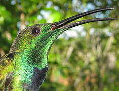 Green-throated Mango