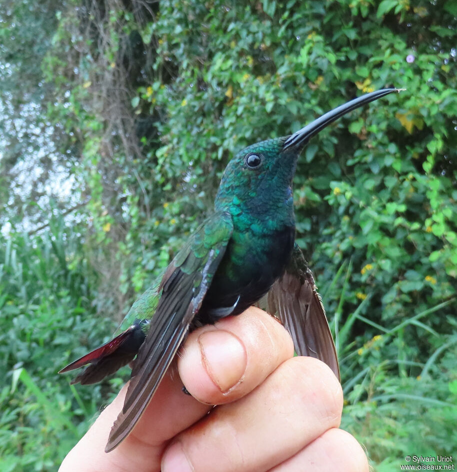 Green-throated Mango male adult