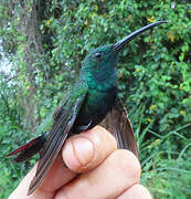 Green-throated Mango