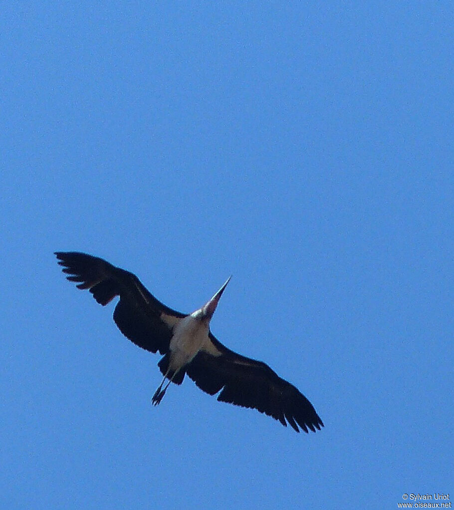 Marabou Stork