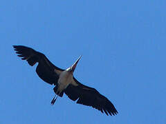 Marabou Stork